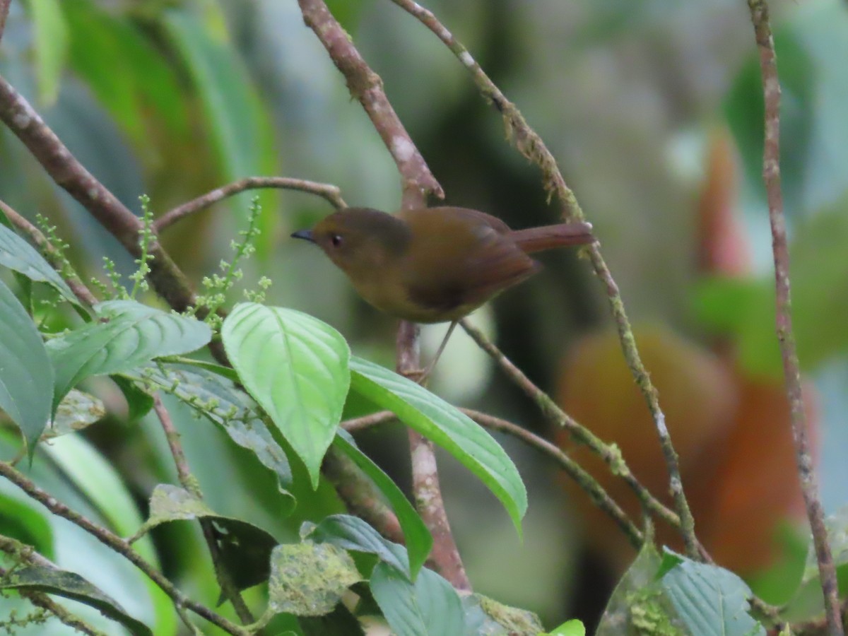 Bronze-olive Pygmy-Tyrant - ML632672256