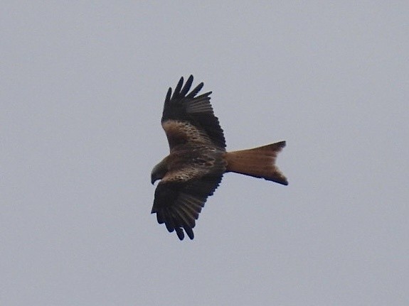 Red Kite - ML632672261