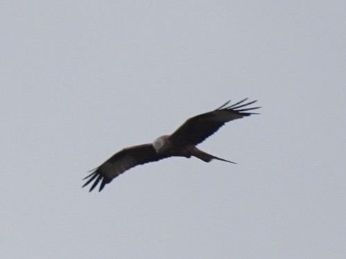 Red Kite - ML632672268