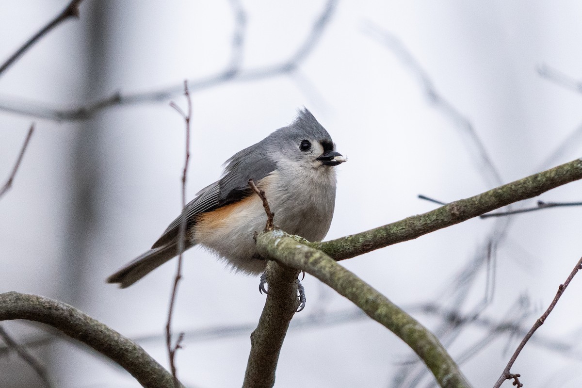 Tufted Titmouse - ML632672373