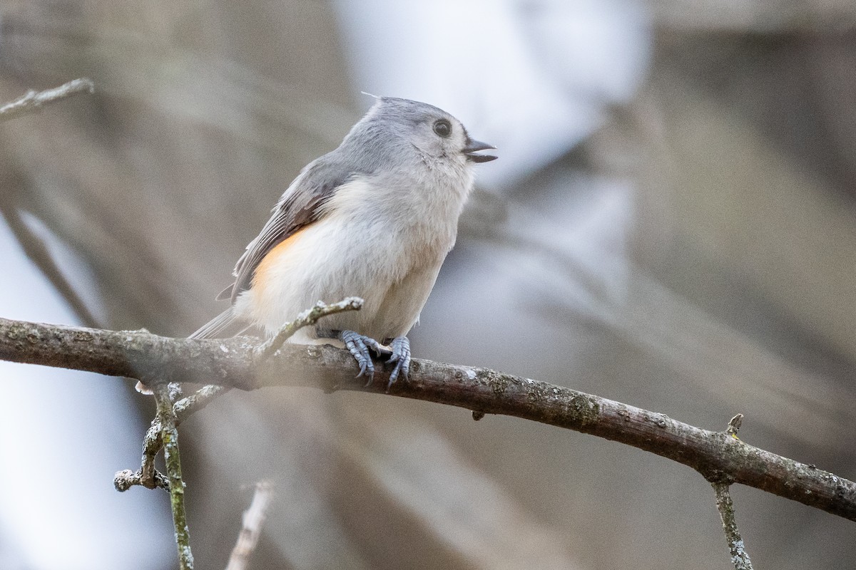 Tufted Titmouse - ML632672375