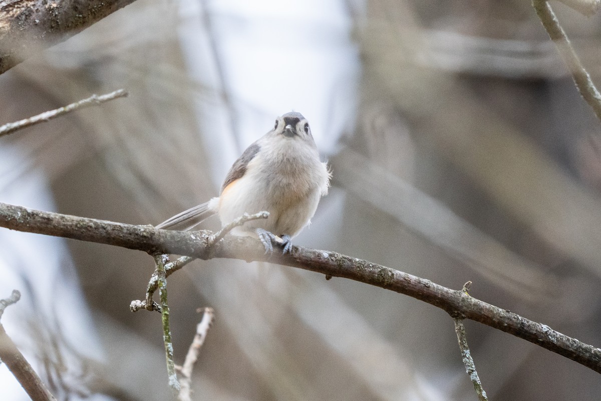 Tufted Titmouse - ML632672376