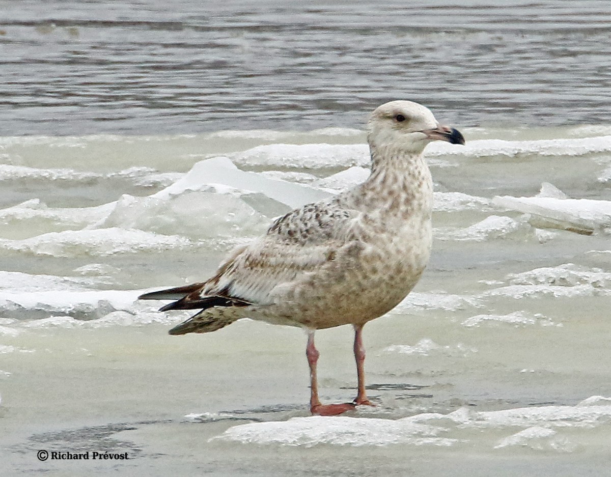 American Herring Gull - ML632672469