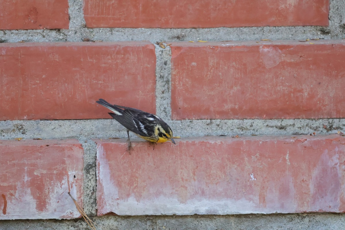 Blackburnian Warbler - ML632672554
