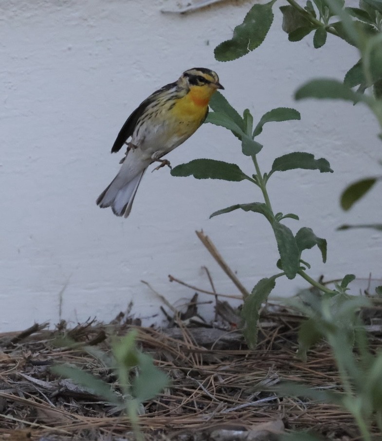 Blackburnian Warbler - ML632672555
