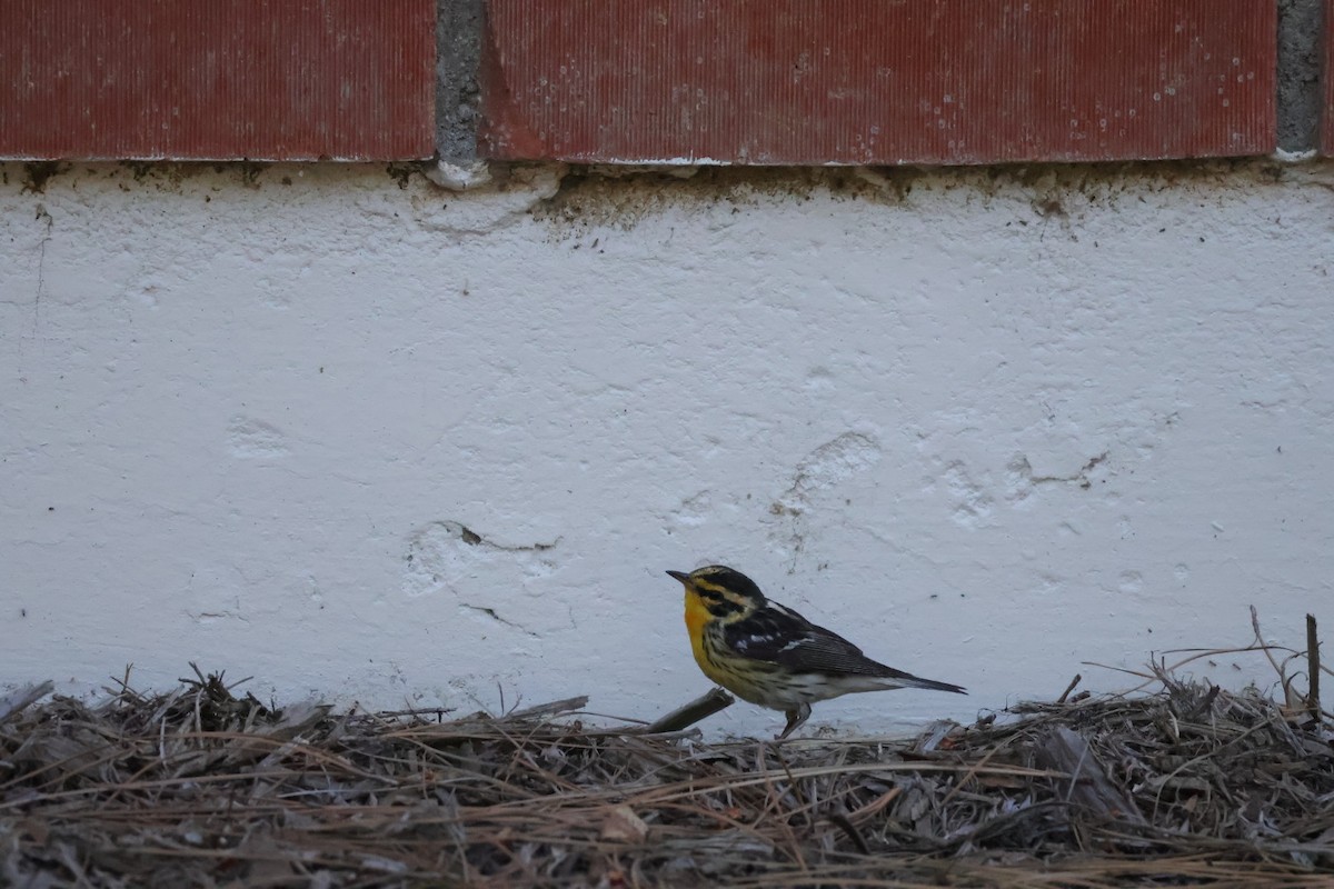 Blackburnian Warbler - ML632672556
