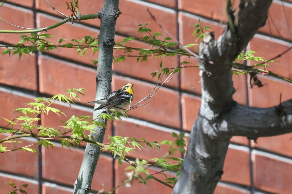Blackburnian Warbler - ML632672557