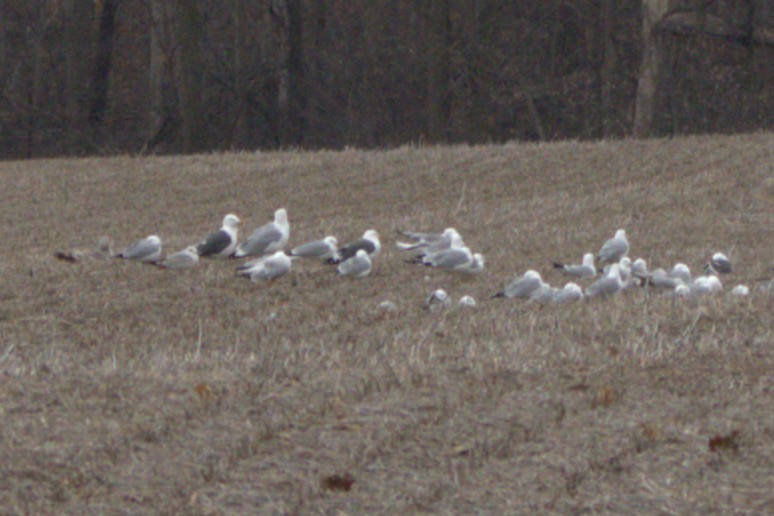 Lesser Black-backed Gull - ML632672724