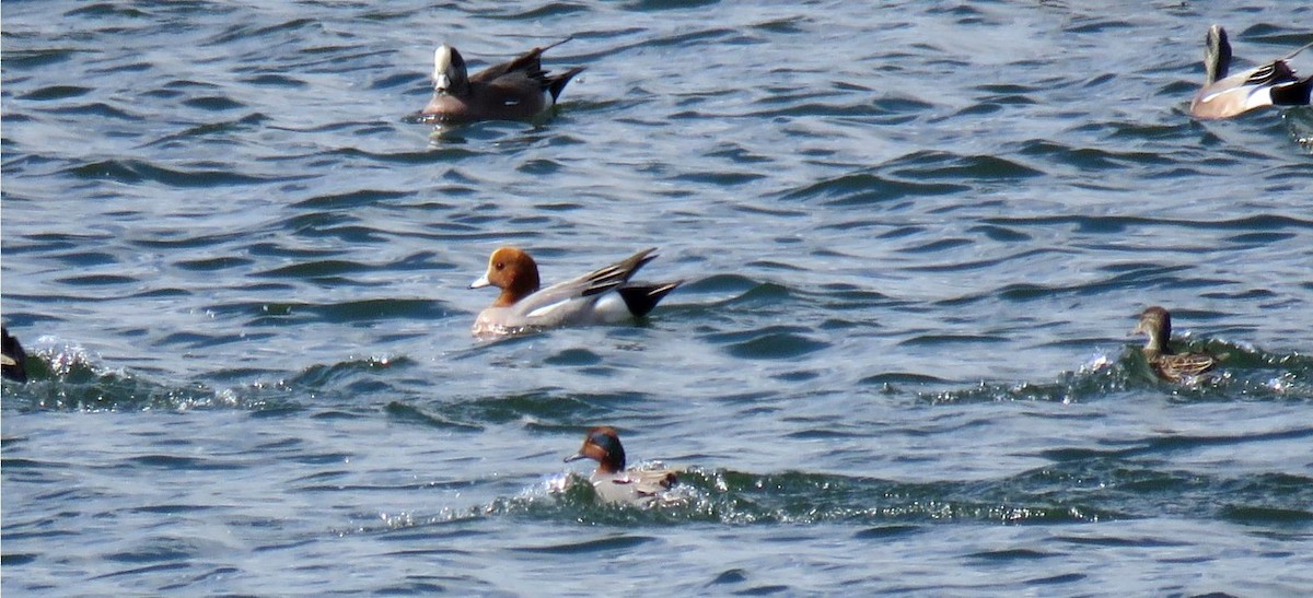 Fischione - ML632672777