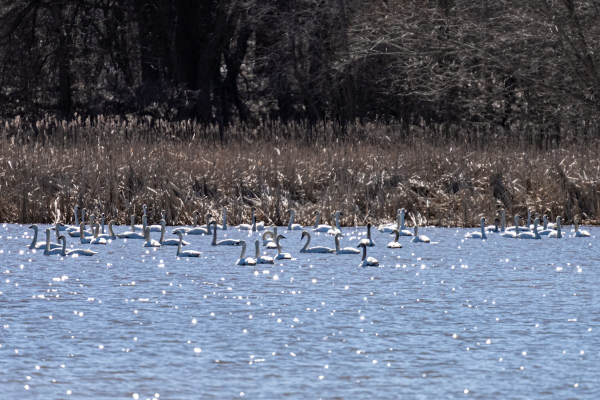 Cygne siffleur - ML632672866