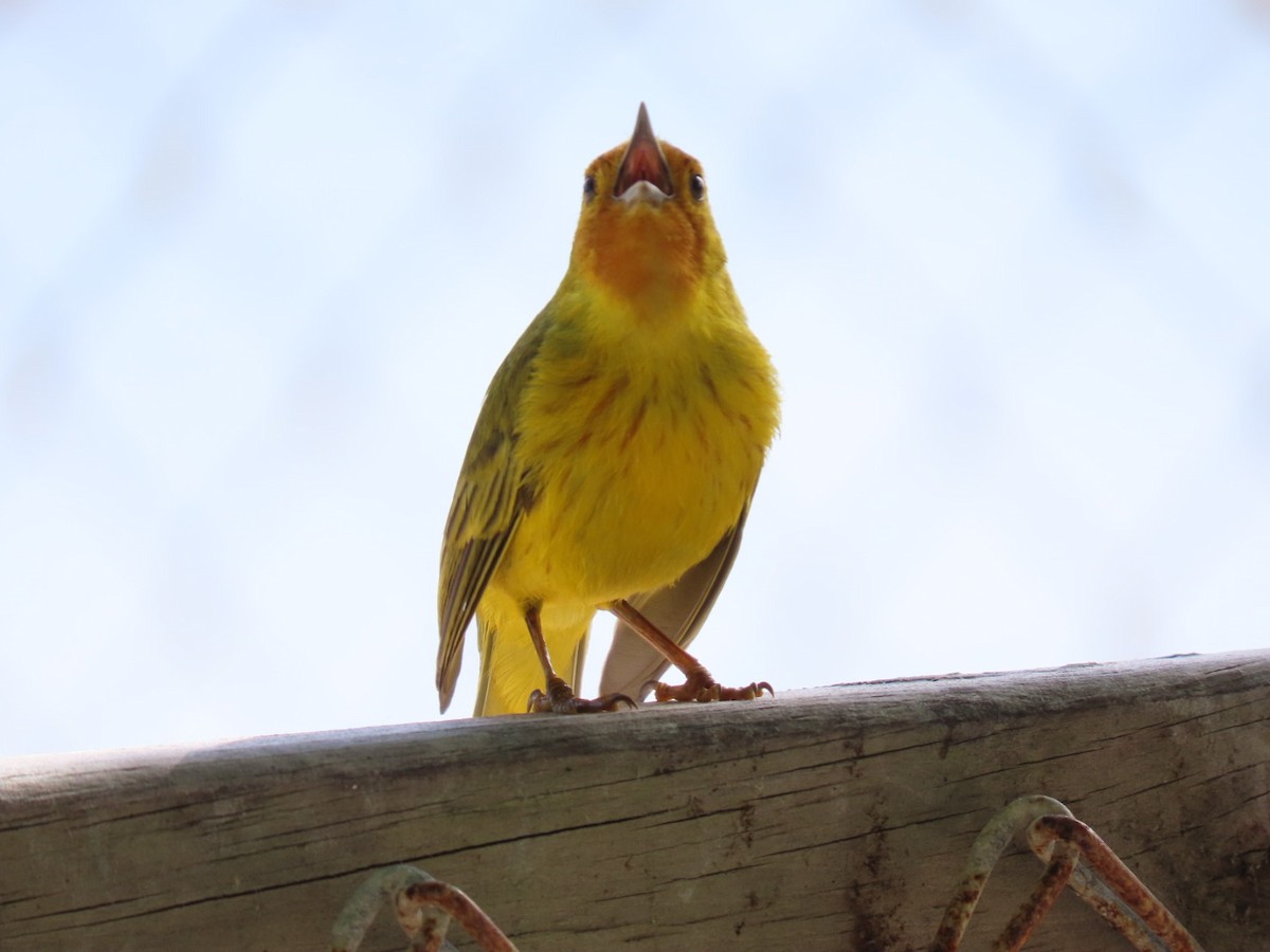 gulparula (erithachorides gr.) (mangroveparula) - ML632672886