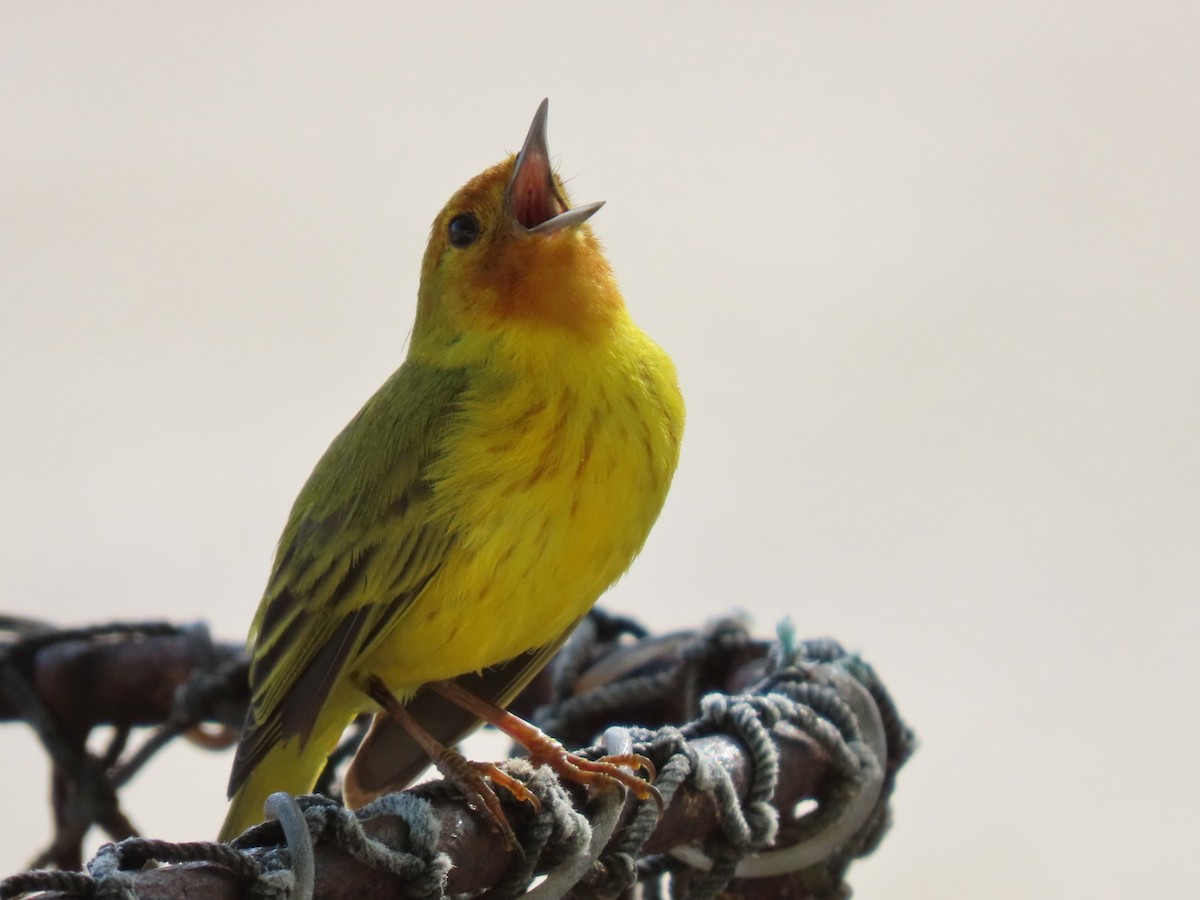 gulparula (erithachorides gr.) (mangroveparula) - ML632672887