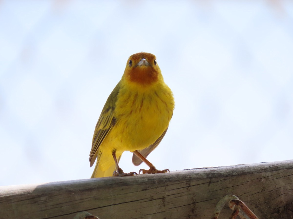 gulparula (erithachorides gr.) (mangroveparula) - ML632672888