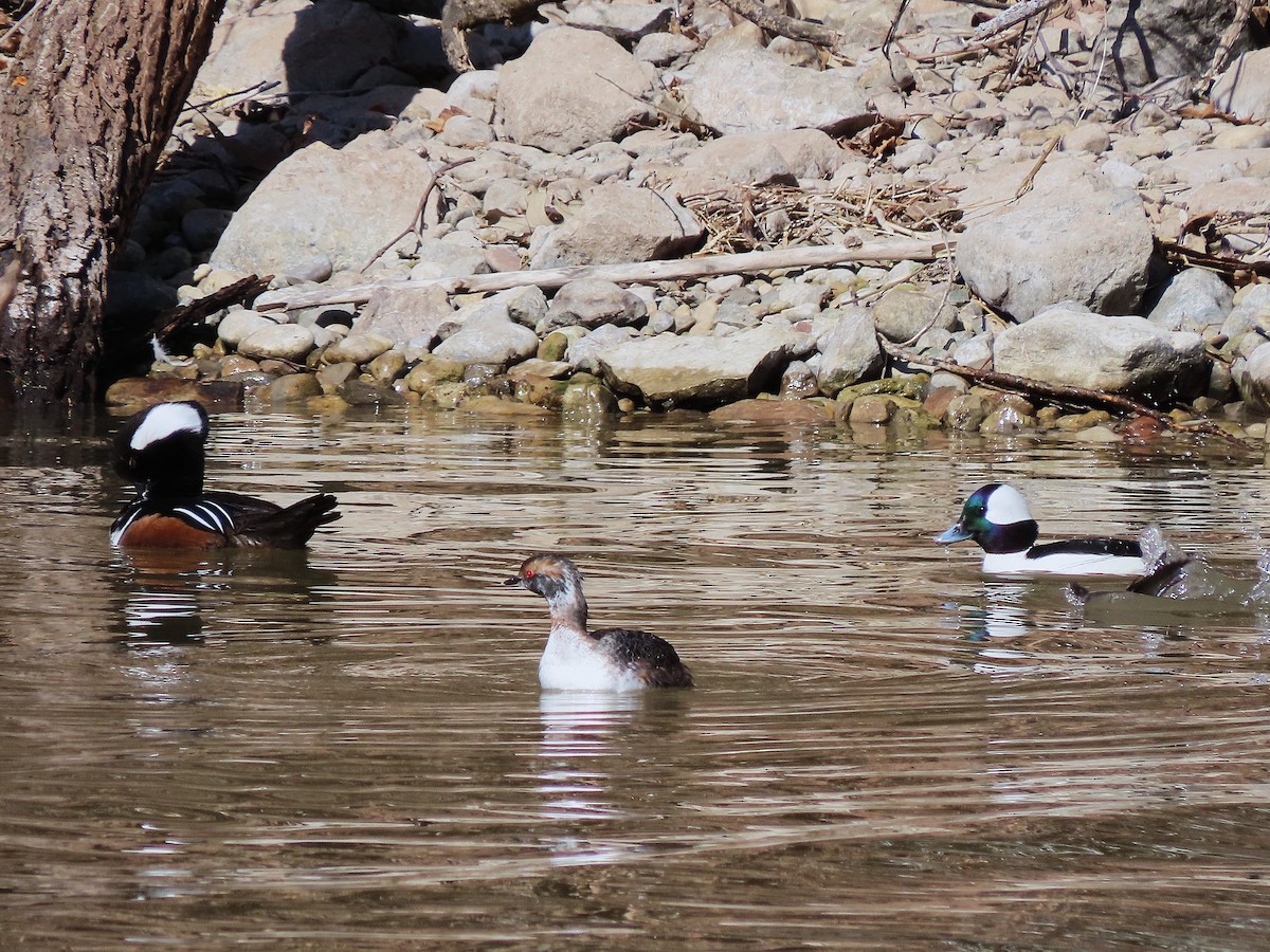 Horned Grebe - ML632673061