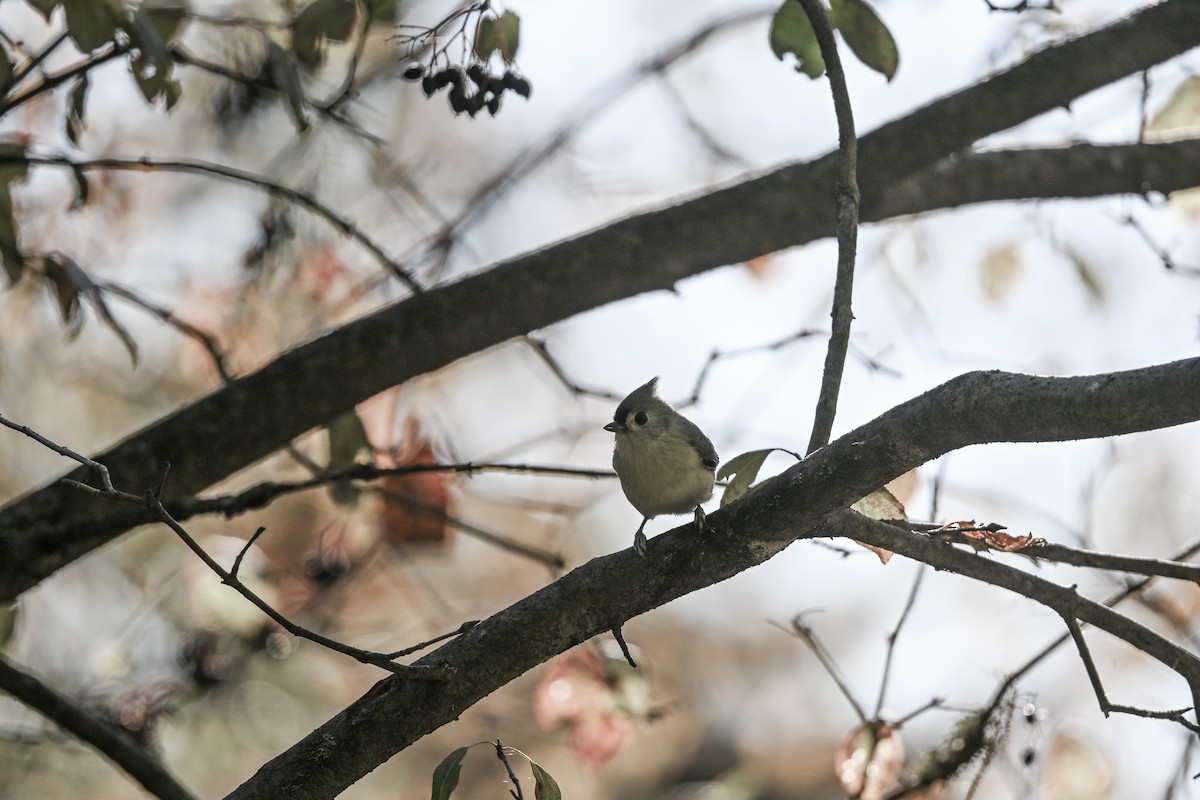 Tufted Titmouse - ML632673079