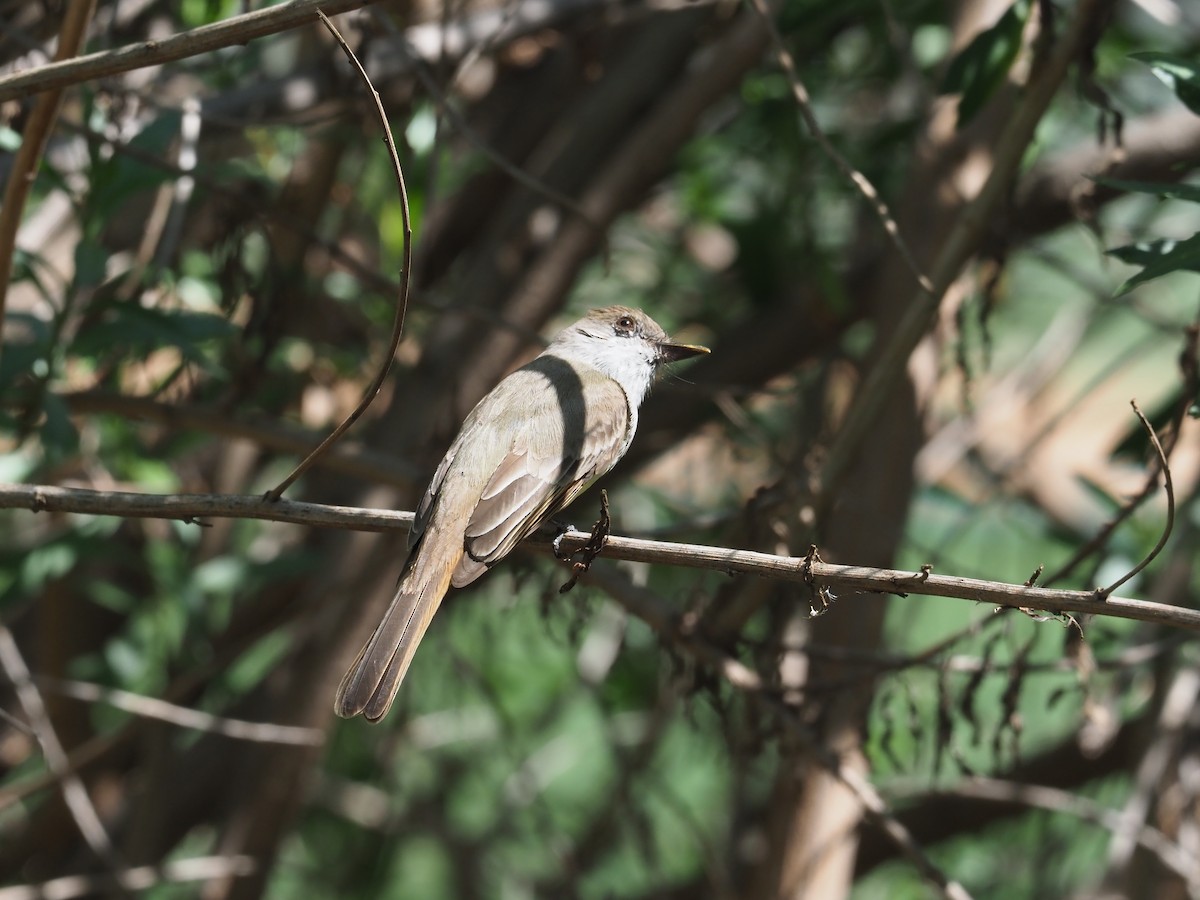 Dusky-capped Flycatcher - ML632673150