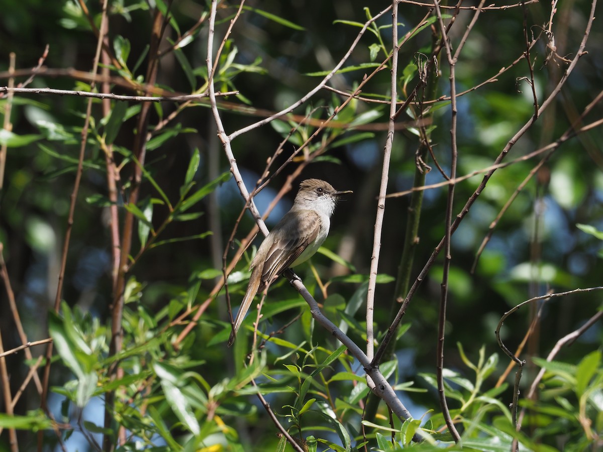 Dusky-capped Flycatcher - ML632673204