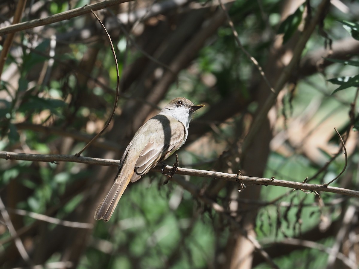 Dusky-capped Flycatcher - ML632673206