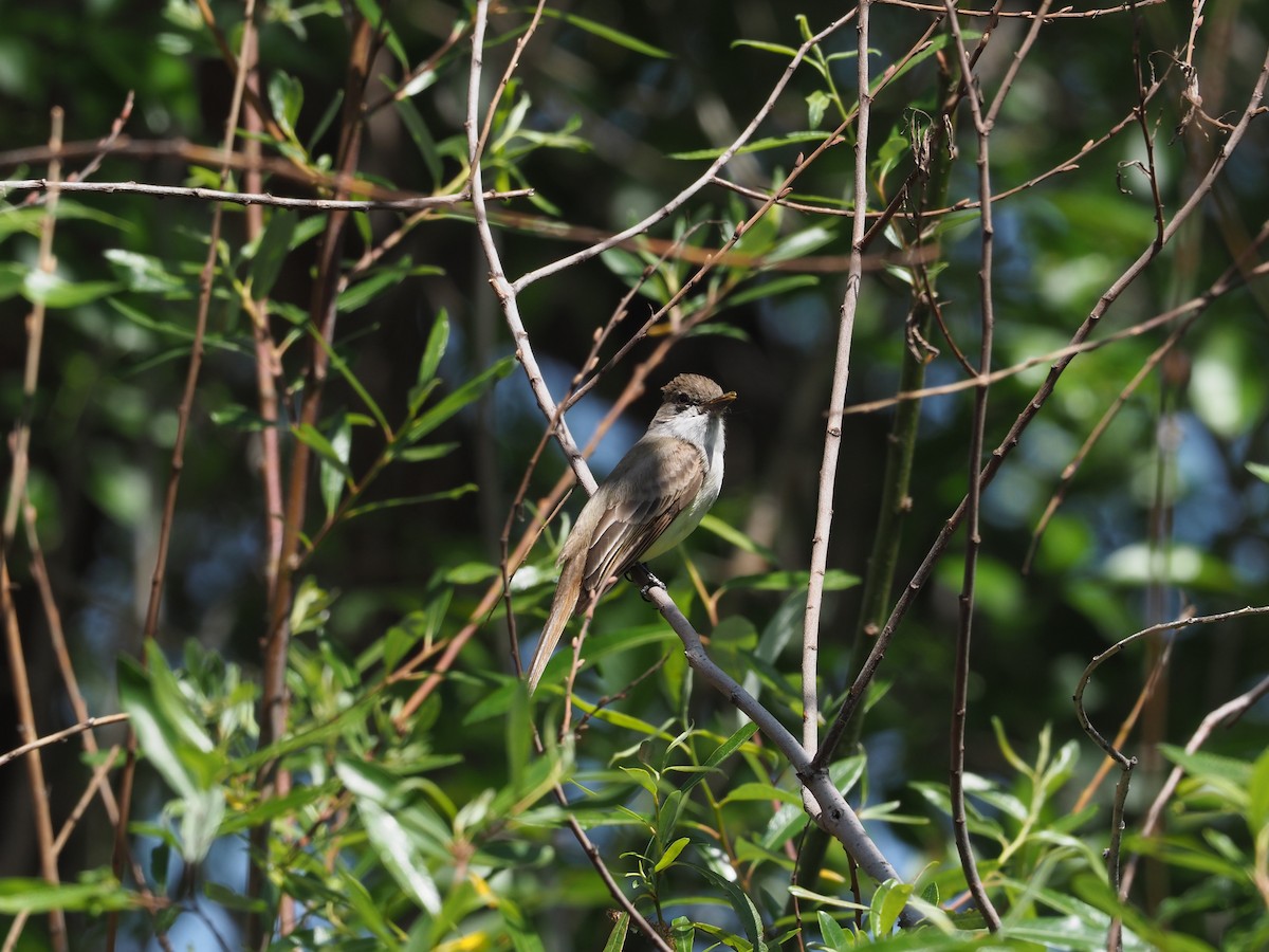 Dusky-capped Flycatcher - ML632673207