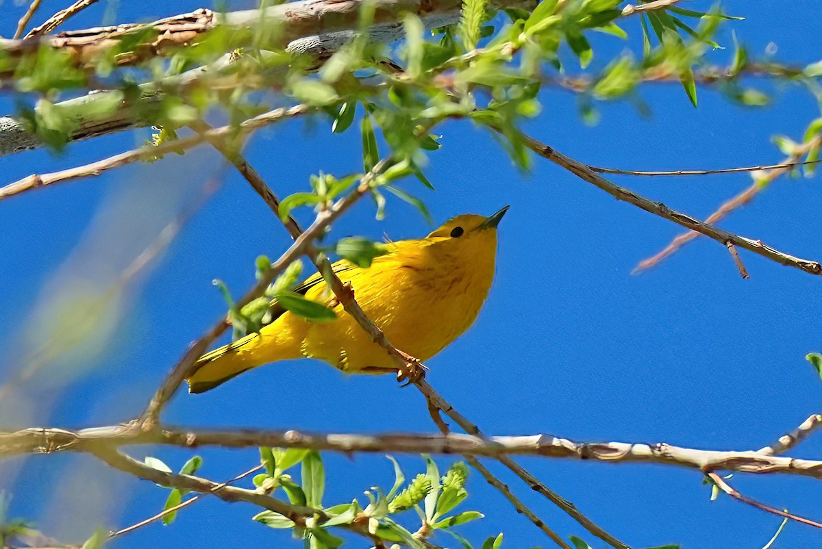 gulparula - ML632673223