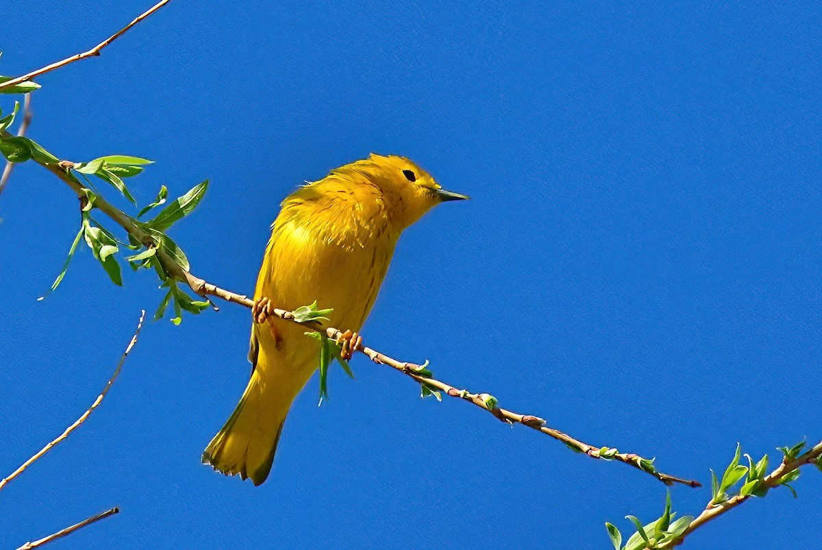 gulparula - ML632673224