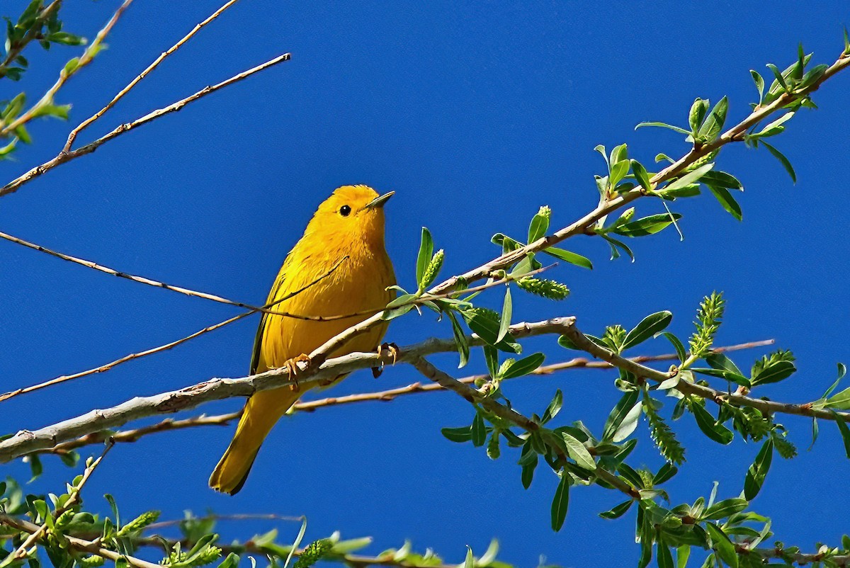 gulparula - ML632673225
