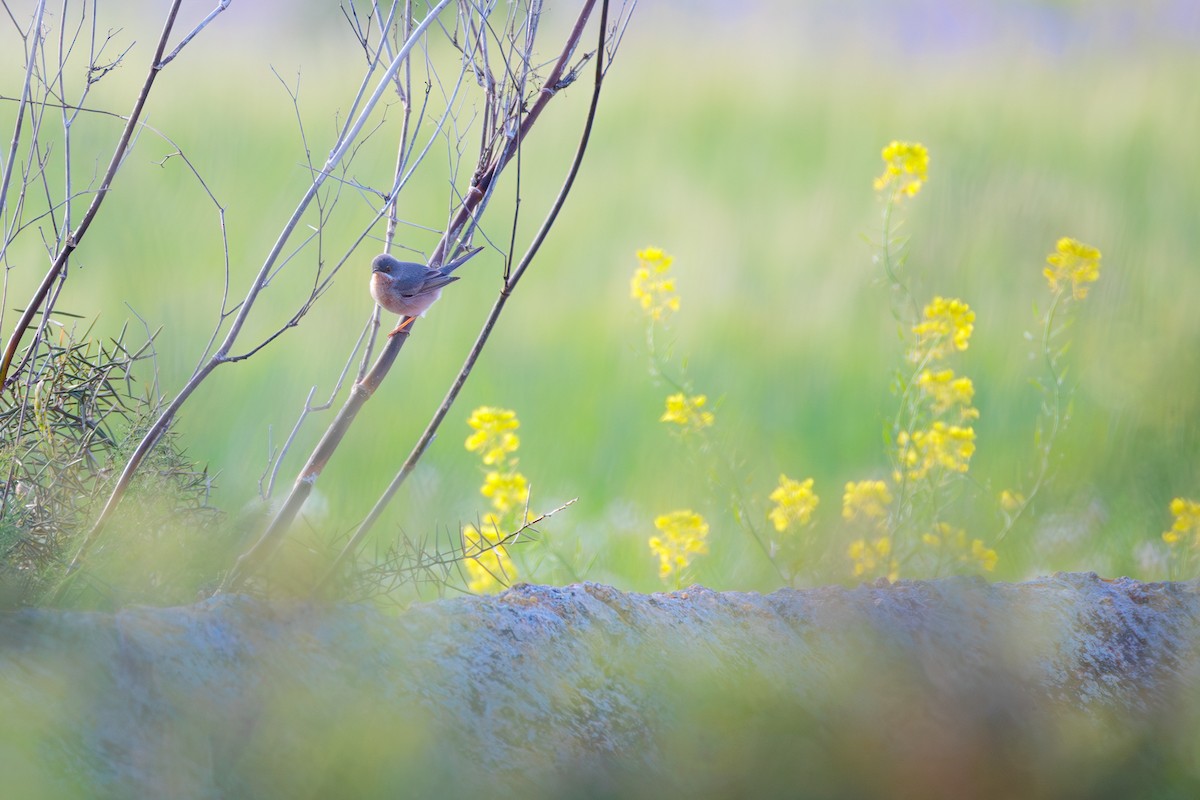 Western Subalpine Warbler - ML632673262