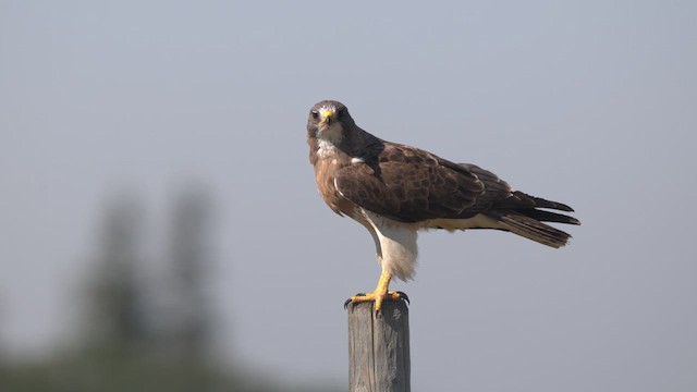 Swainson's Hawk - ML632673305