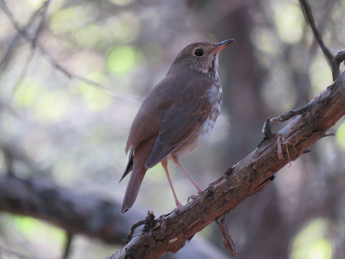 Hermit Thrush - ML632673346