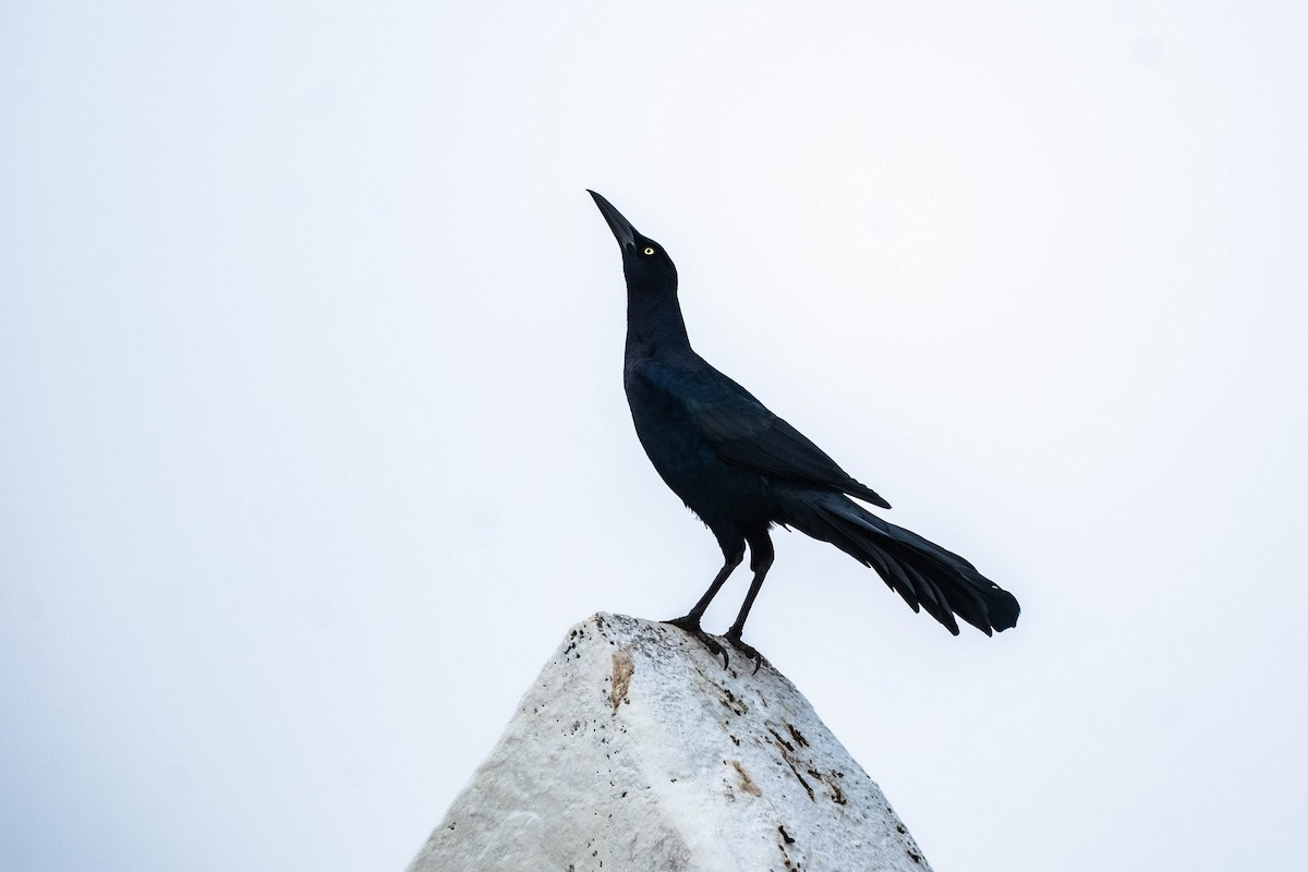 Great-tailed Grackle - ML632673485