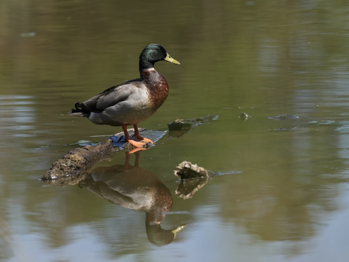 マガモ - ML632673569
