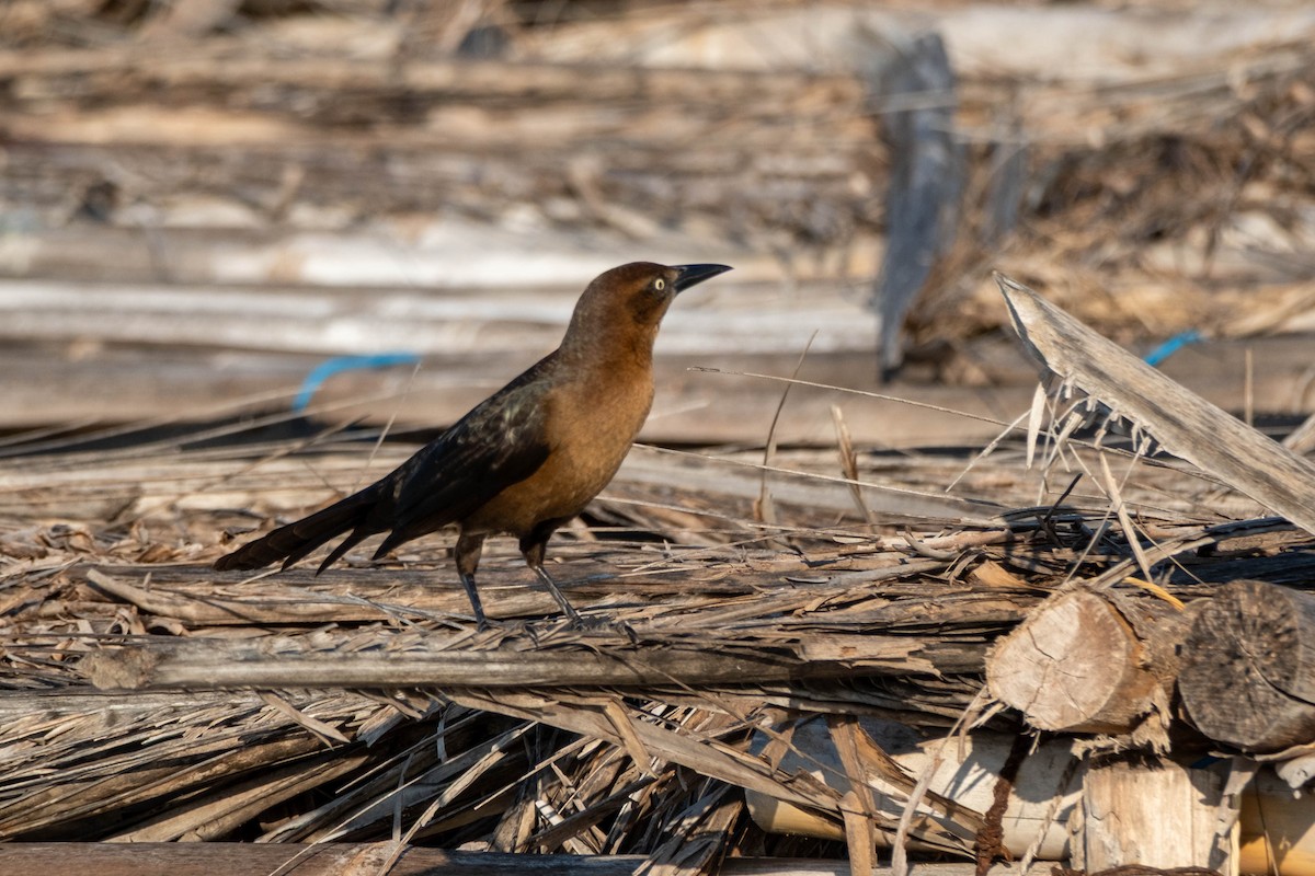 Great-tailed Grackle - ML632673583