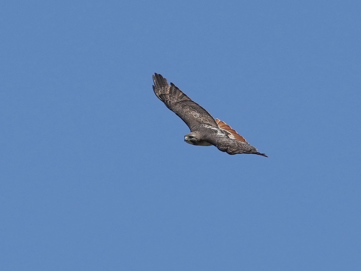 Red-tailed Hawk - ML632673606