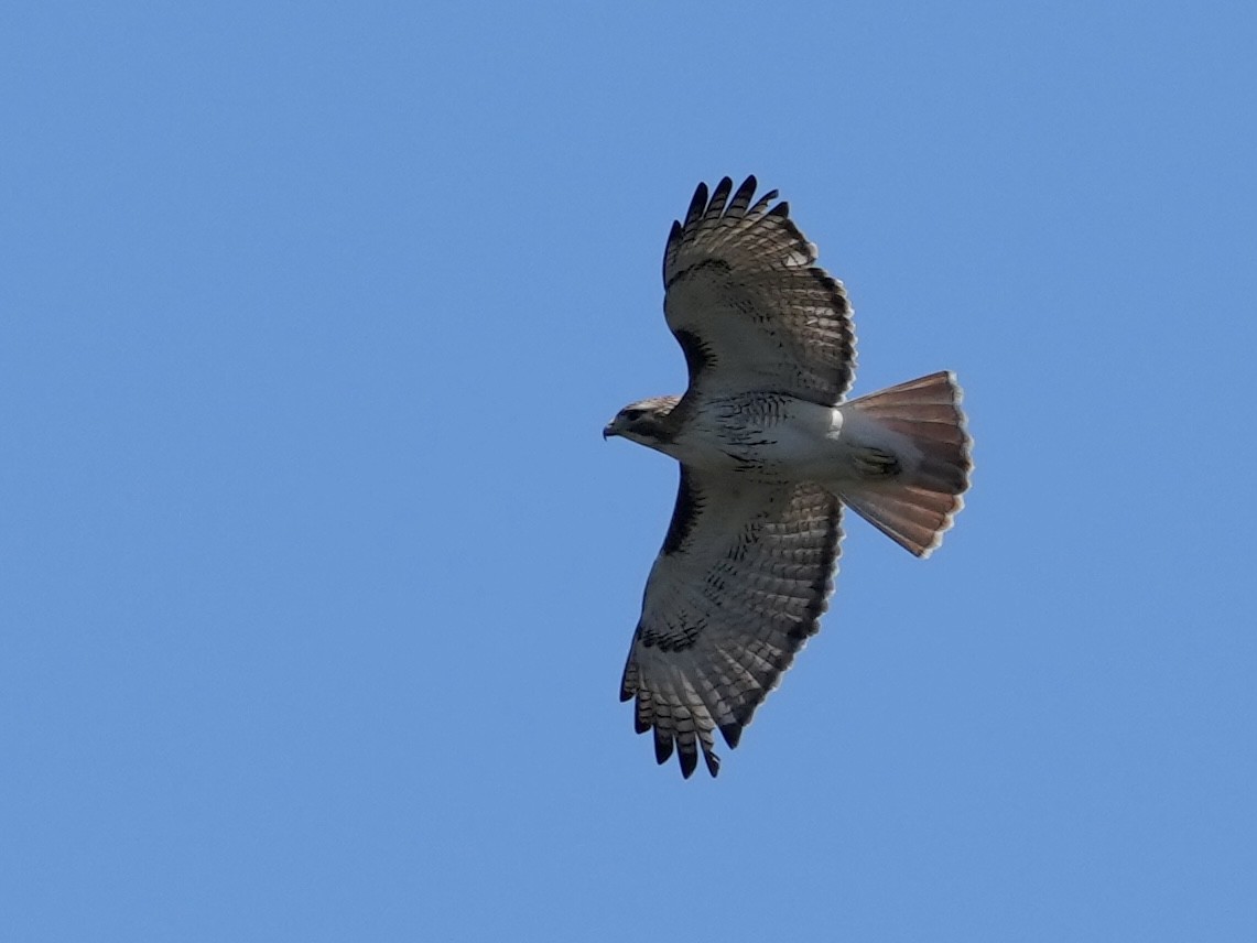 Red-tailed Hawk - ML632673607