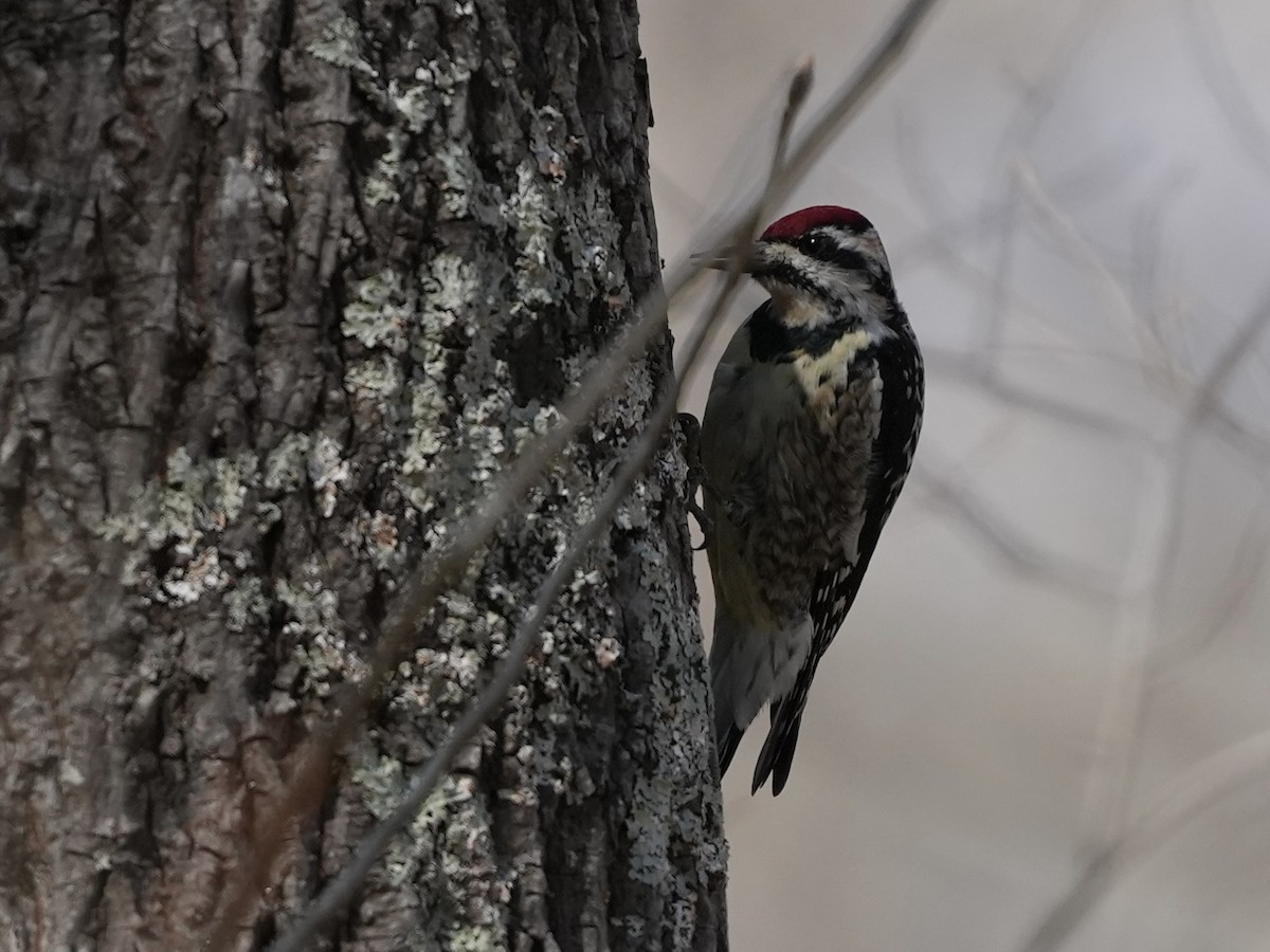Yellow-bellied Sapsucker - ML632673622
