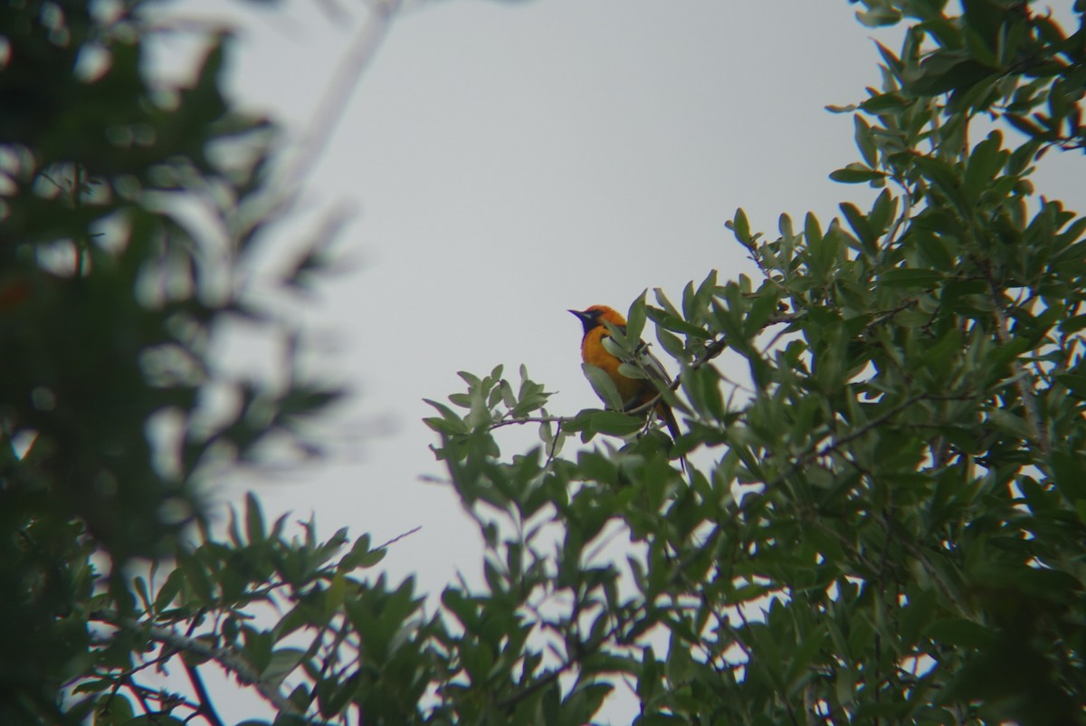 Spot-breasted Oriole - ML632673647