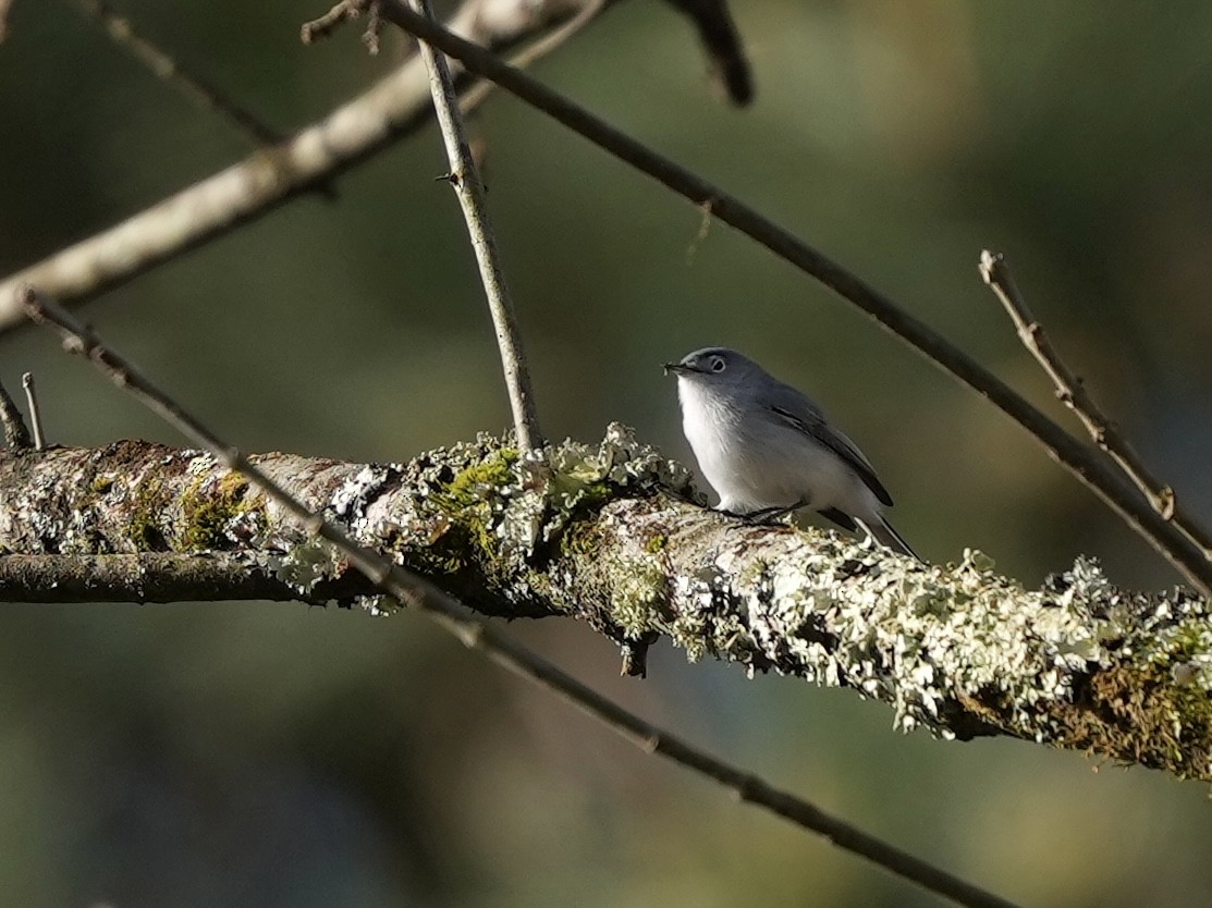 Blue-gray Gnatcatcher - ML632673705