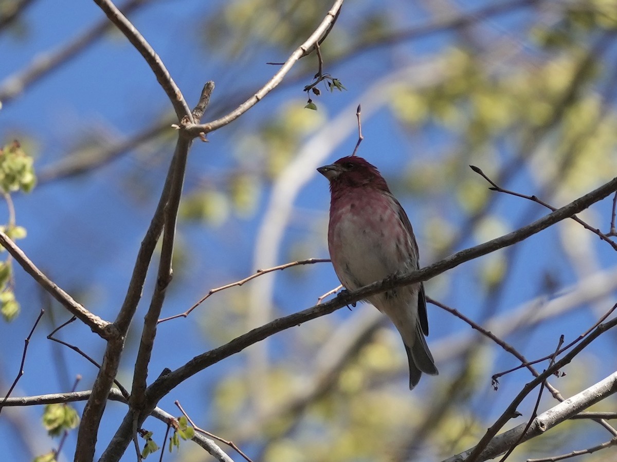 Purple Finch - ML632673746