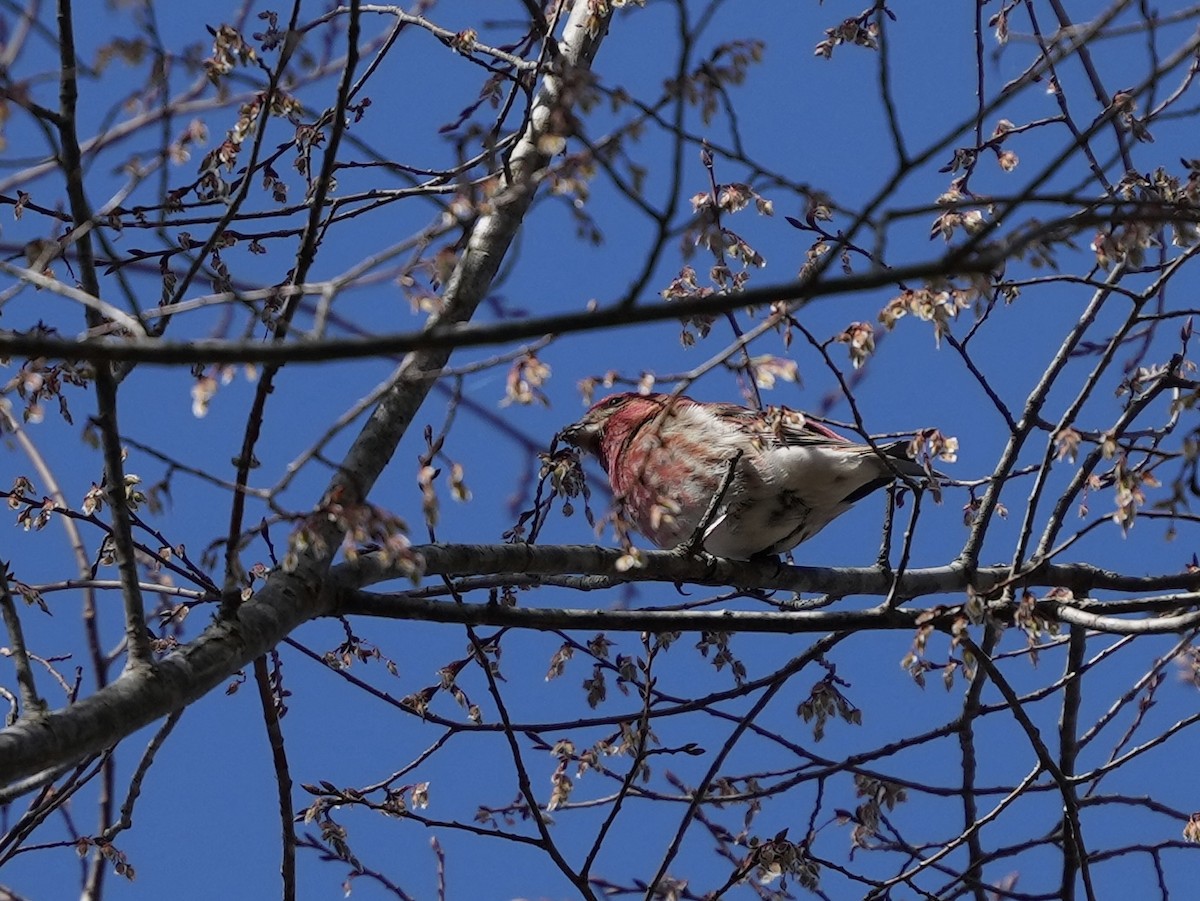 Purple Finch - ML632673747