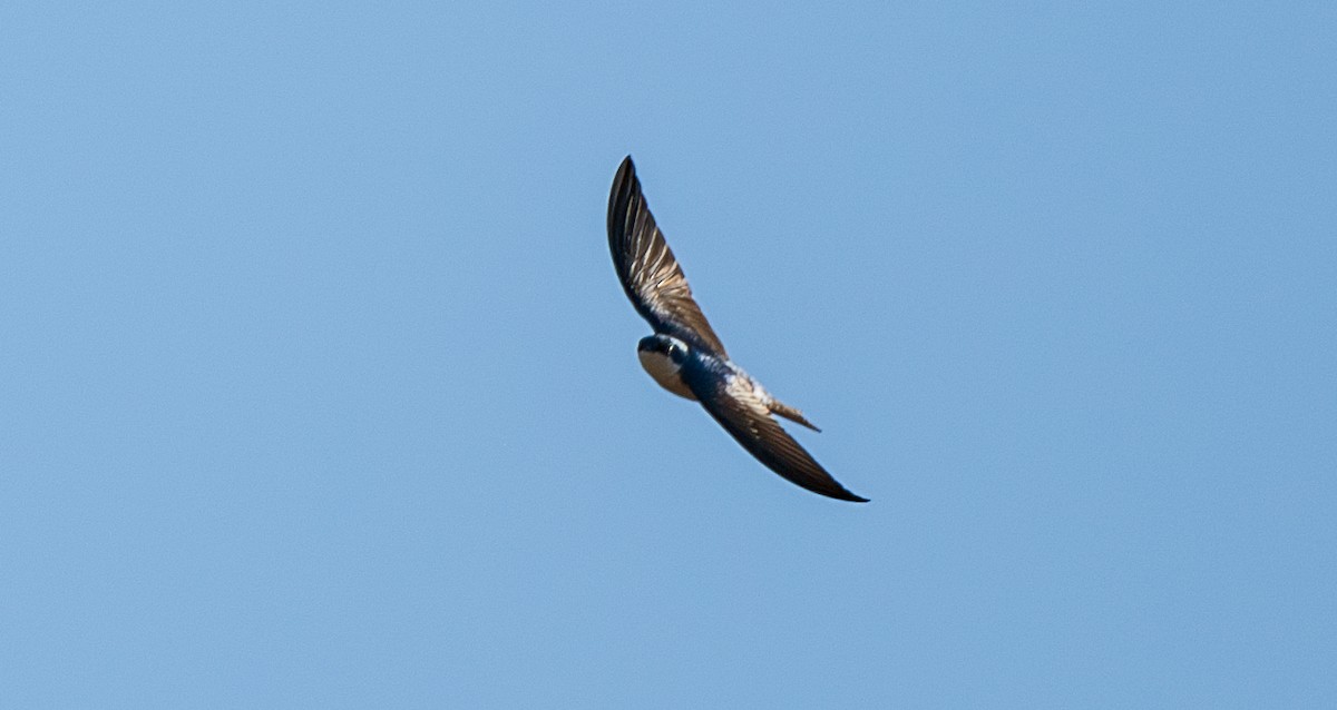Tree Swallow - ML632673753