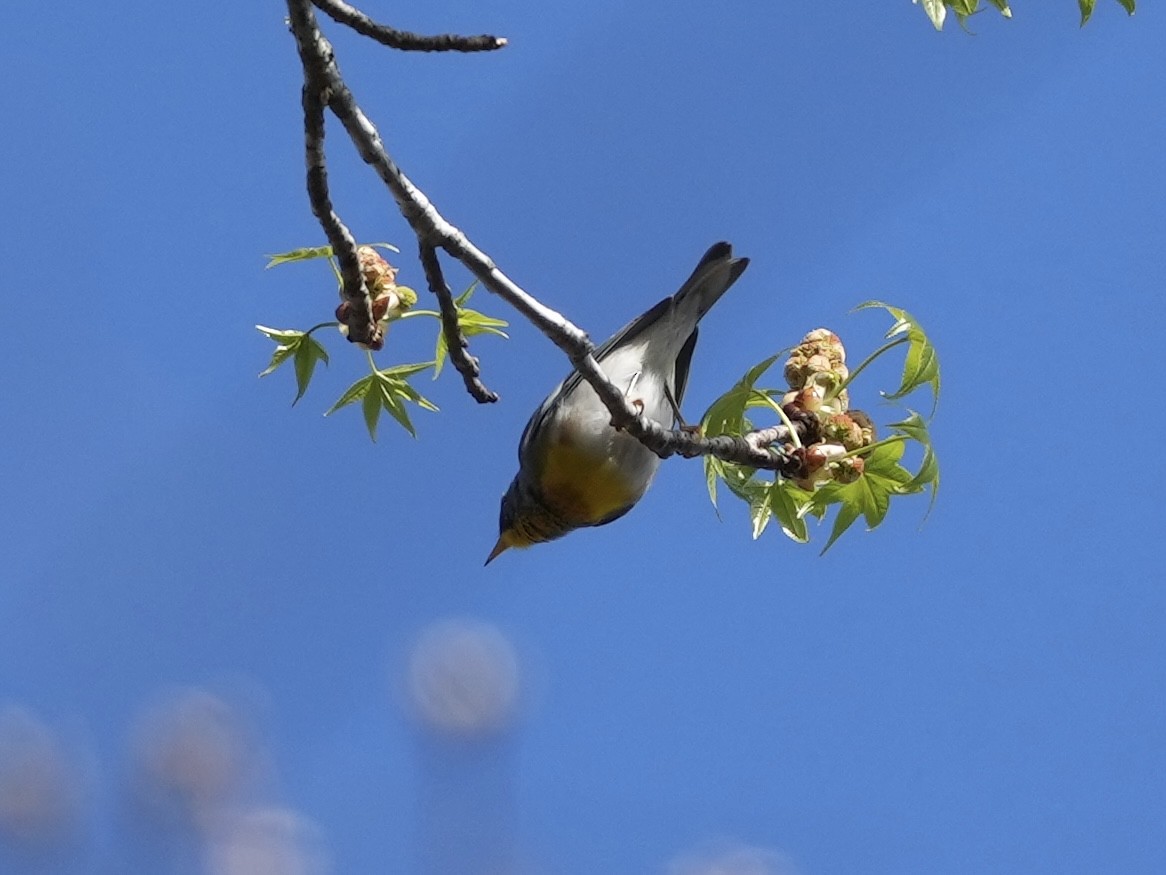 Northern Parula - ML632673804