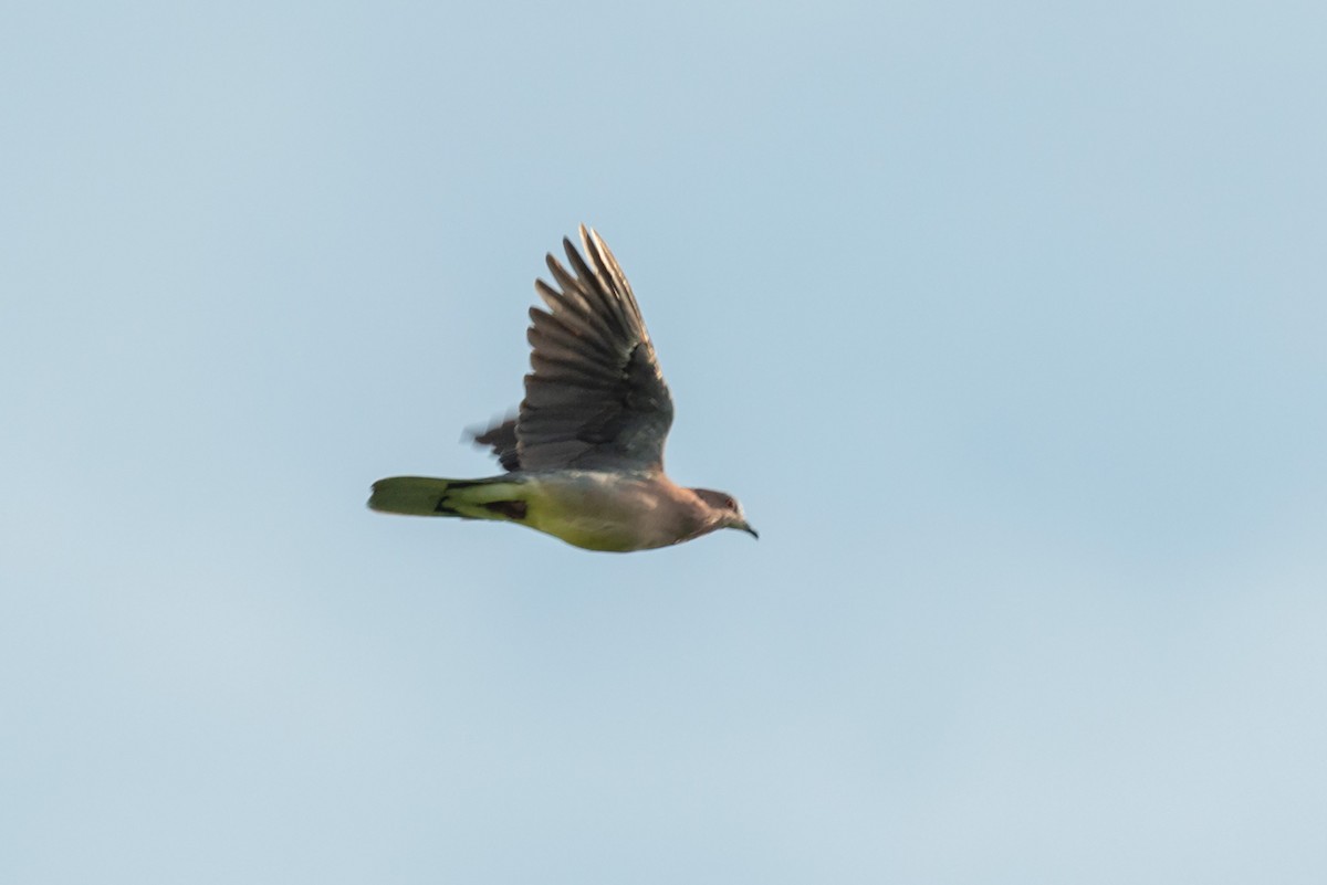 Sunda Collared-Dove - ML632673898