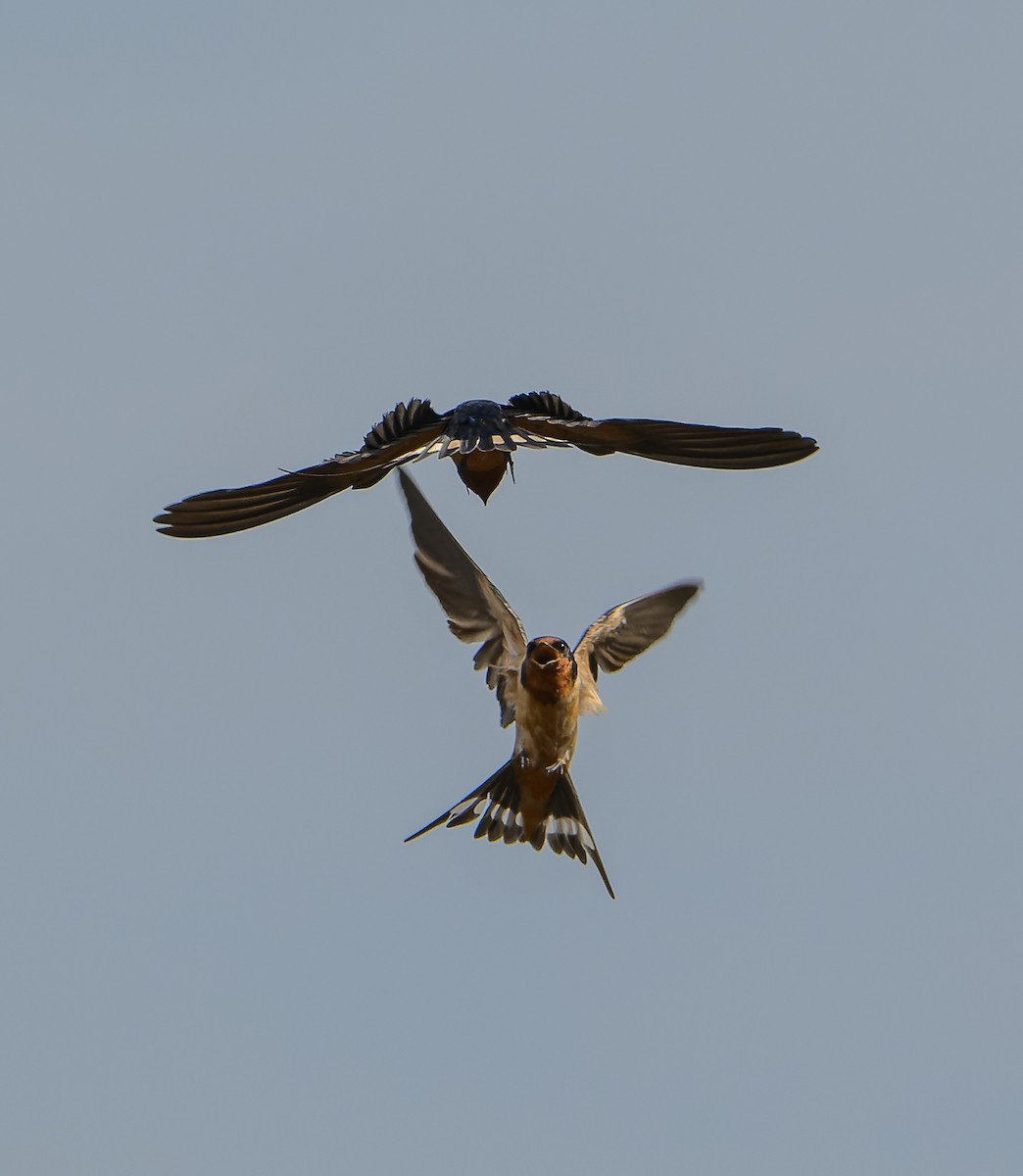 Golondrina Común - ML632674025