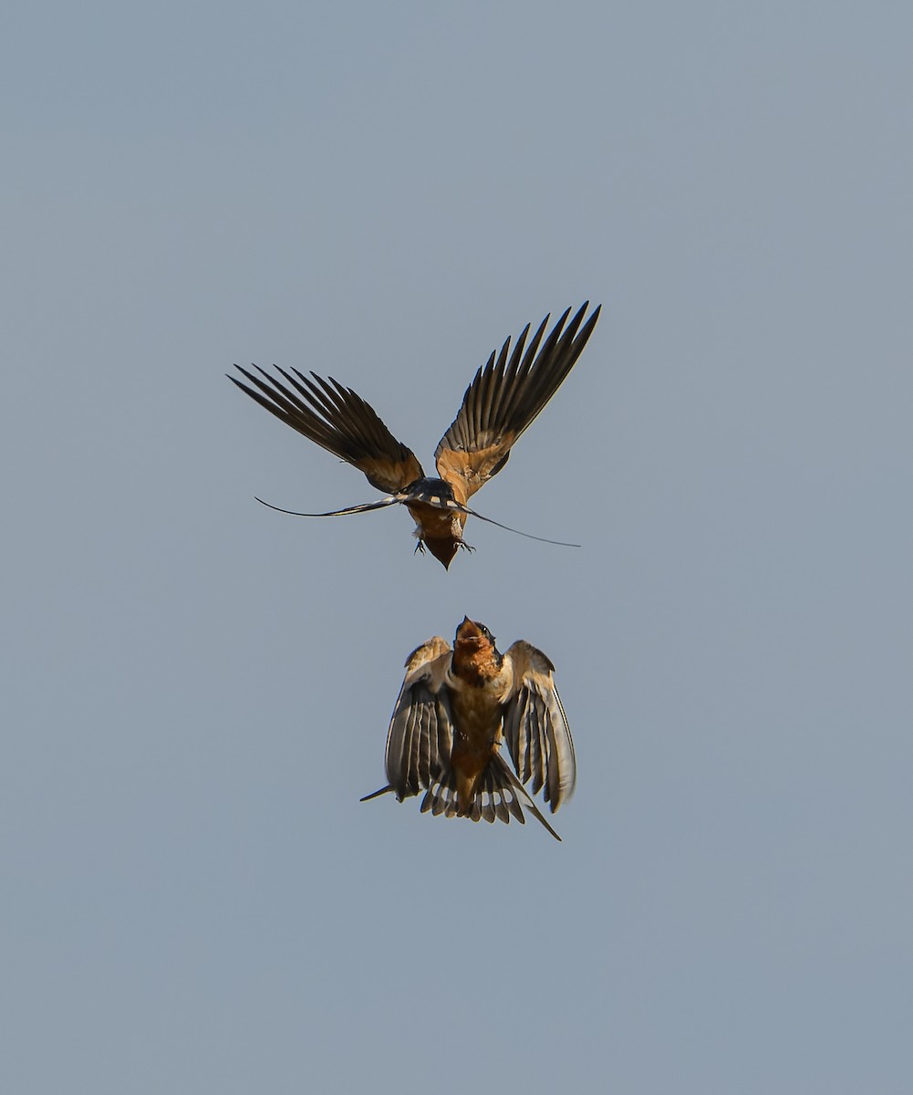 Golondrina Común - ML632674026
