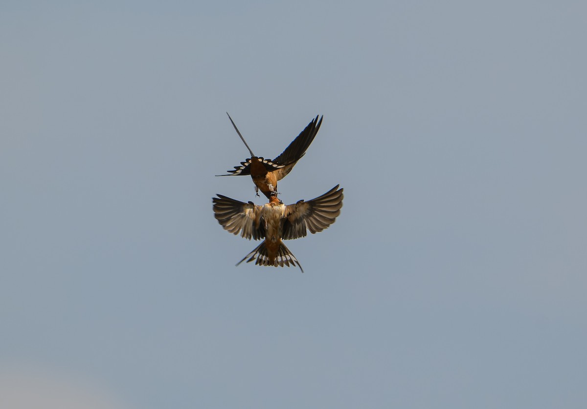 Golondrina Común - ML632674028