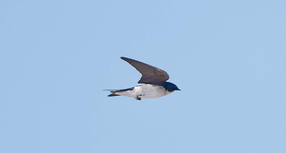 Tree Swallow - ML632674041