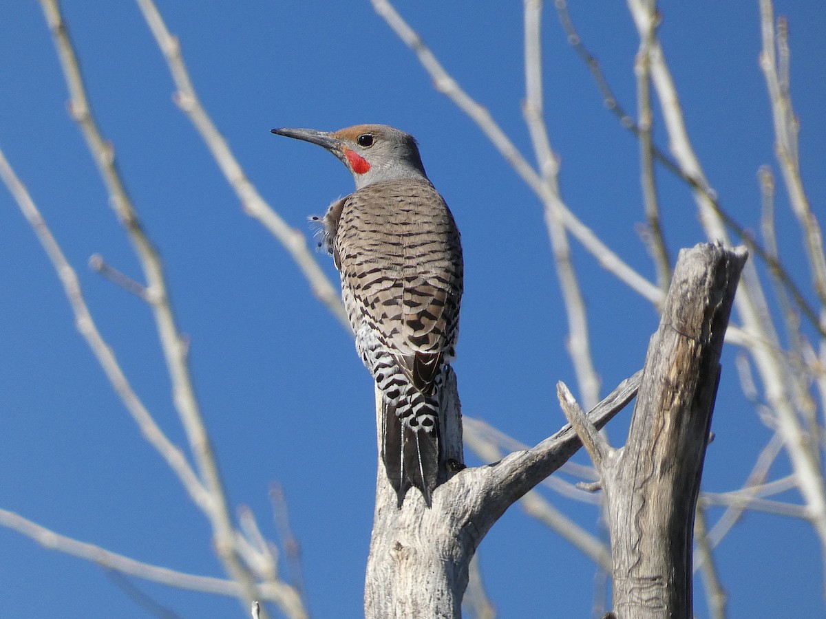 Northern Flicker - ML632674054