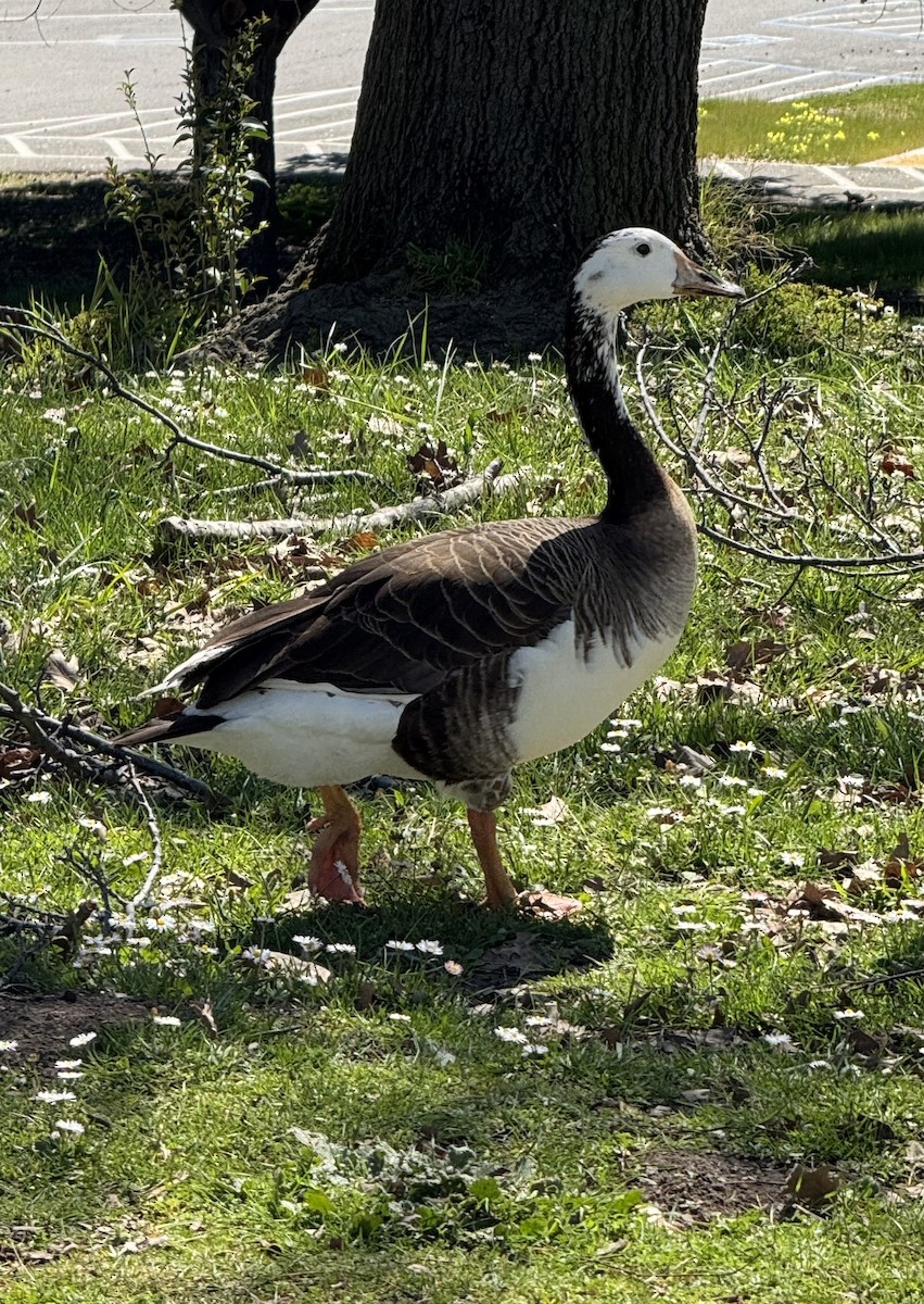 Domestic goose sp. (Domestic type) - ML632674069