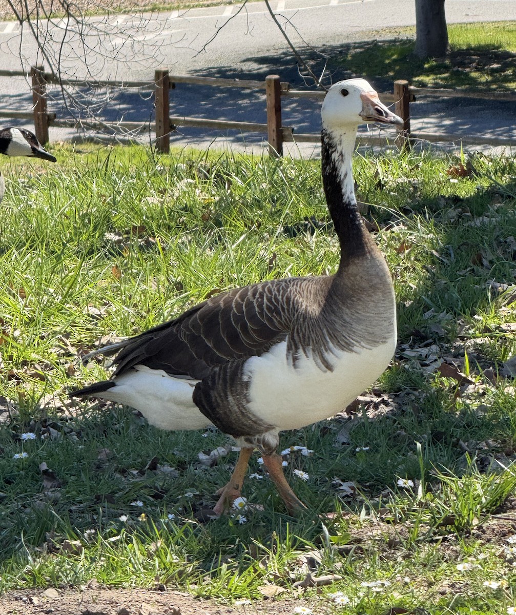 Domestic goose sp. (Domestic type) - ML632674070