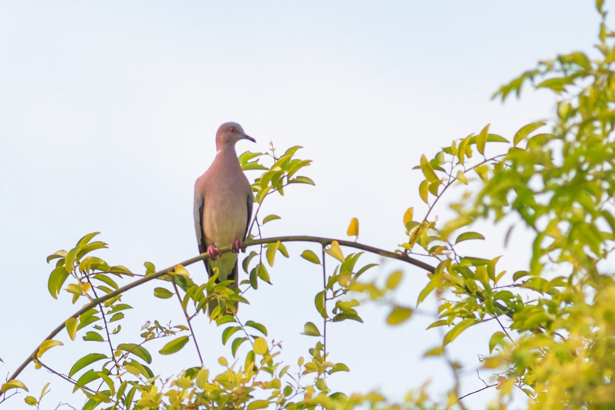 Sunda Collared-Dove - ML632674191